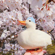 樱花不及孙姑娘