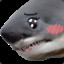 Shark3143