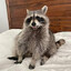 Horny Raccoon
