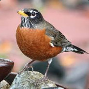 Robin