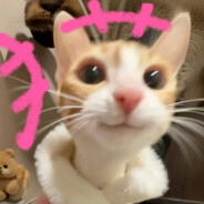 狡猾的农村入