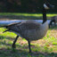 SprusedGoose