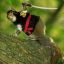 Pfc. Squirrel Ninja (LGSO)