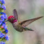 Hummingbird