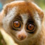 slowlorisd