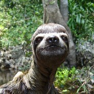 IamaSloth