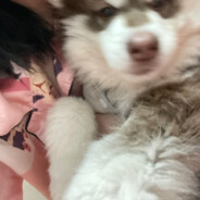 远方传来的风笛