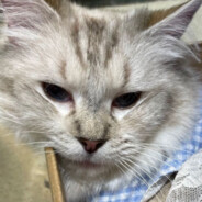 这花是属于你的