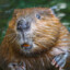 Skittish Beaver