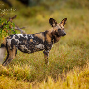 African Wild Dog