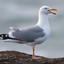 sea chicken