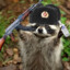 Comrade Raccoon