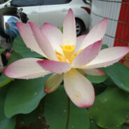 牛牛寨比格黑纽志