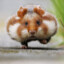 Hamster