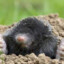 kurmis