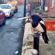Magpie Smoking a Cig avatar