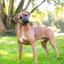 Boxer