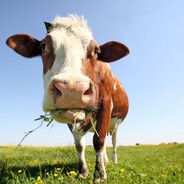 Rindsviech - steam id 76561199041377995