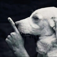 惯性不打闪干拉