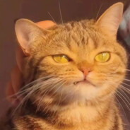 我在桥洞数星星