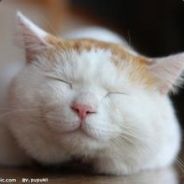 躲猫猫的都是猪