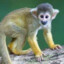 amazonas monkey