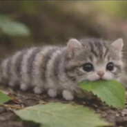 cat gun