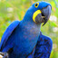 Araro Azul