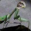 hawkmantis