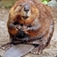i&#039;m a beaver