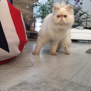 *What Does The vo[X] Say