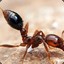 fire1ant