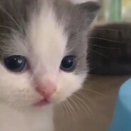 KittiKet
