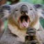 the*koala