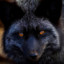 BlackFox