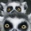 Flemur