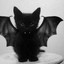 BAT___CAT