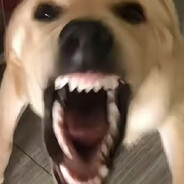 我狗叫旺财 你狗叫什么