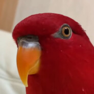 Red Birb