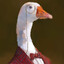 Mrduck652.Cs
