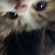 окночистильщик