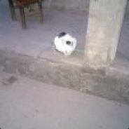 神一样的神一。