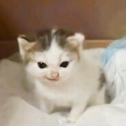 一弦柱丶一华年