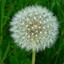 Debra the Dandilion