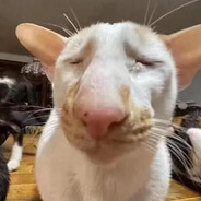 Whaly 威利