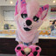 Sol_foxnwn