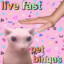 bingus