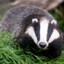 The_Badger