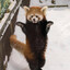 RedFuckingPandaC;