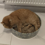 gatto